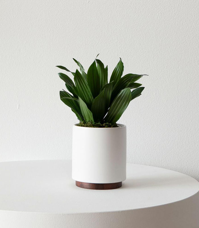 w-indoor-plants-small-3-0 Dracaena Compacta - Image 1